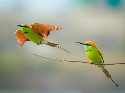 X birds