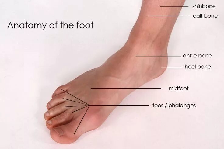 Foot parts. Foot Anatomy. Parts of foot. Pied цвет.