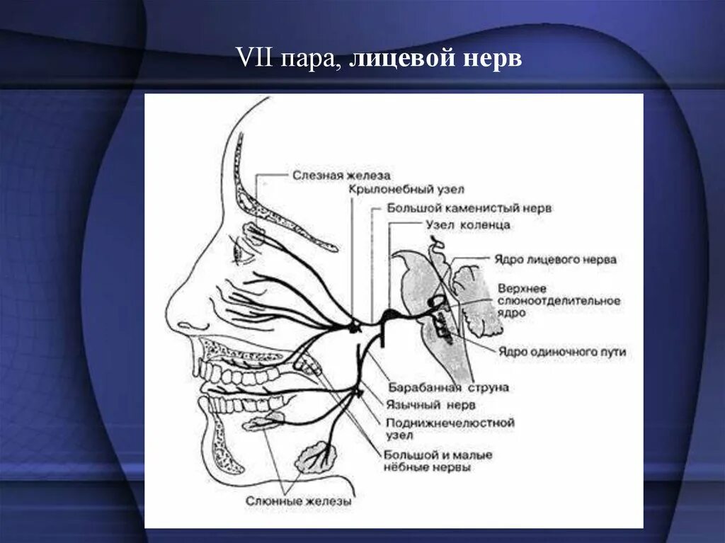 7 Пара черепных нервов схема. Лицевой нерв 7 пара ЧМН. Большой Каменистый нерв и барабанная струна. Ветви 7 пары черепных нервов. 7 черепной нерв
