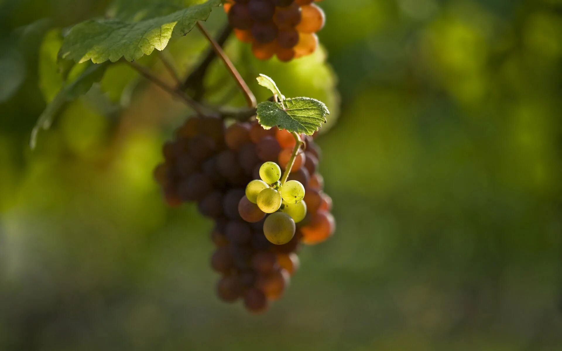 Виноград маленькие ягоды. Виноград, гроздь, grapes, bunch. Донская лоза Виноградная гроздь. Ягоды гроздьями виноград гроздь. Гроздь винограда на ветке.