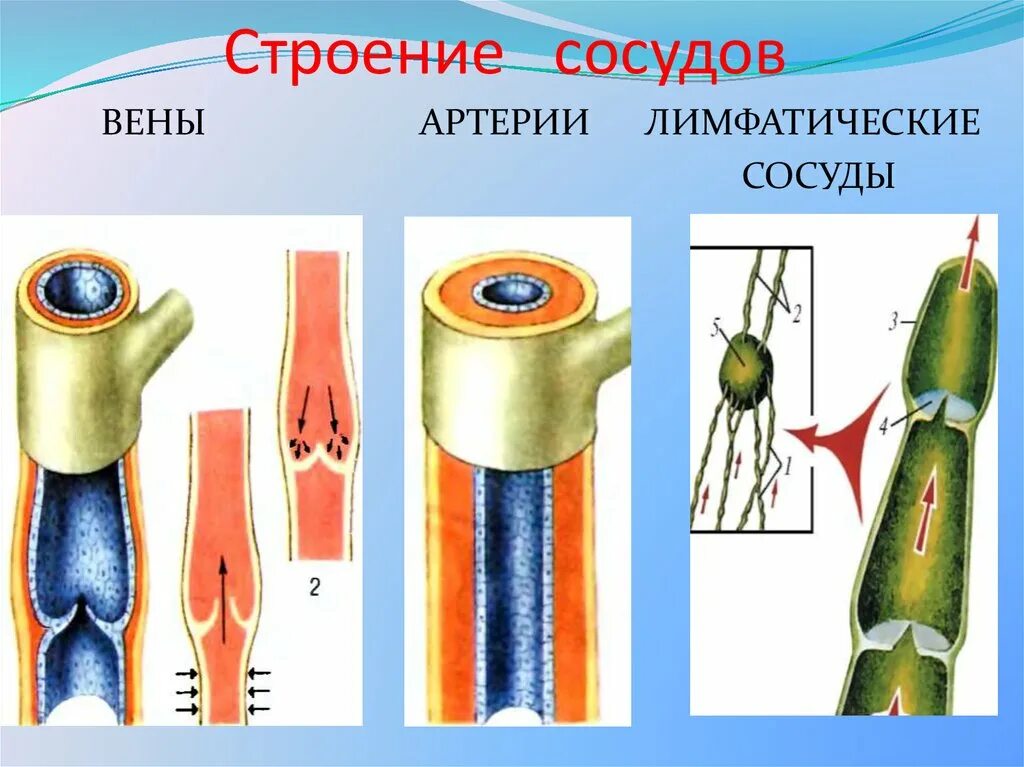 Строения сосудов вены и артерии. Артерия Вена лимфатический сосуд капилляр. Строение артерии вены и капилляры. Строение кровеносных сосудов артерии вены. Особенности строения артерий вен