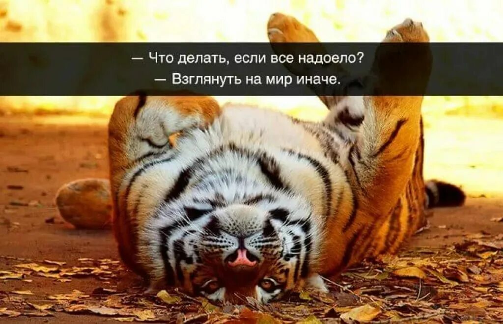 Добрые картинки для поднятия настроения