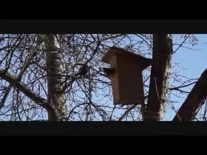 Мы очищали скворечники в вишневом саду синтаксический