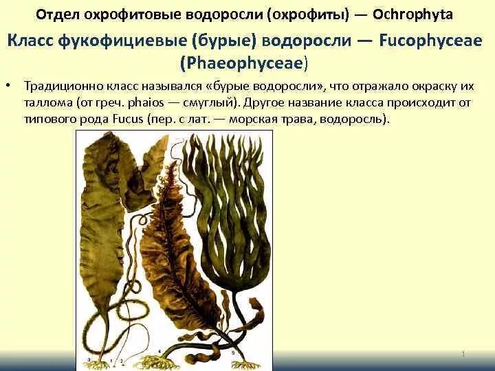 Фукус отдел. Отдел Охрофитовые водоросли. Охрофитовые водоросли представители. Структура таллома бурых водорослей. Охрофитовые водоросли строение.