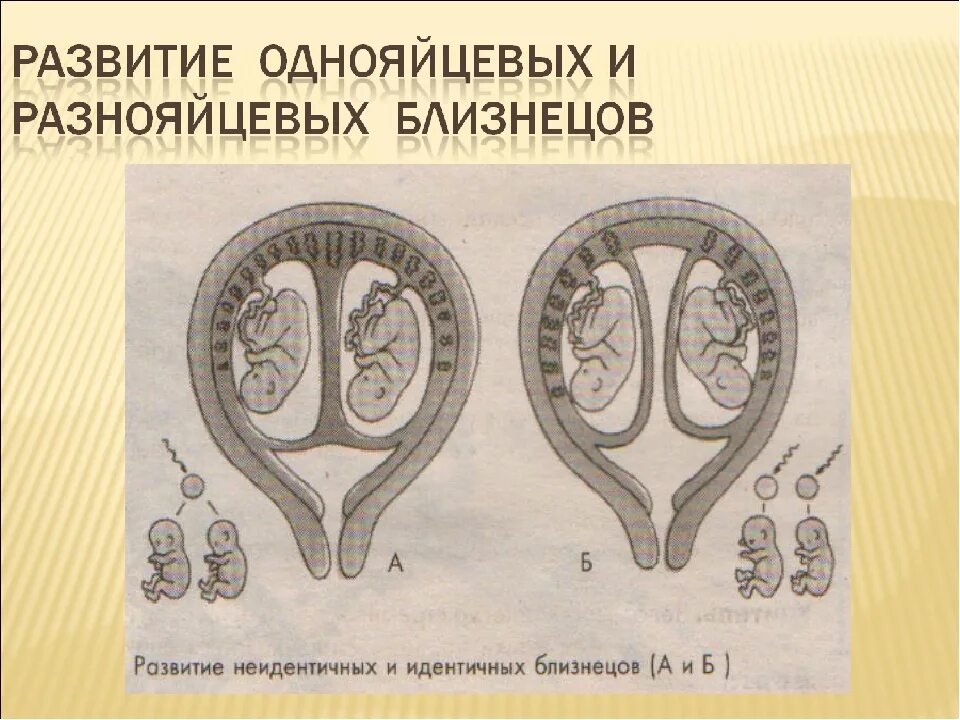 Могут ли быть однояйцевые близнецы разных полов. Что такое однояйцевые близнецы и разнояйцевые близнецы. однояйцевая двойня. механизм образования однояйцевых близнецов. различие однояйцевых и разнояйцевых близнецов.