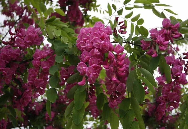 Robinia pseudoacacia