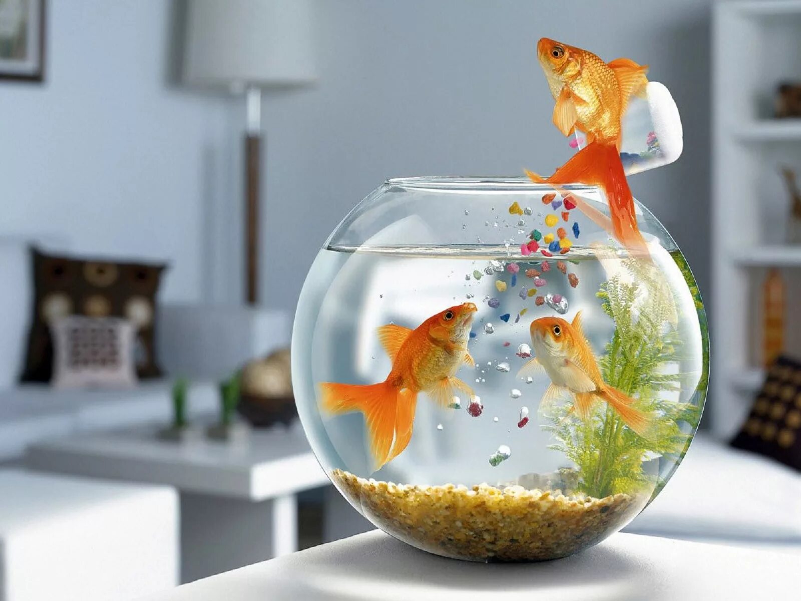 Pets fish. Рыбки для аквариума. Золотая рыбка в аквариуме. Красивые рыбки для аквариума. Золотая рібка в аквариуме.