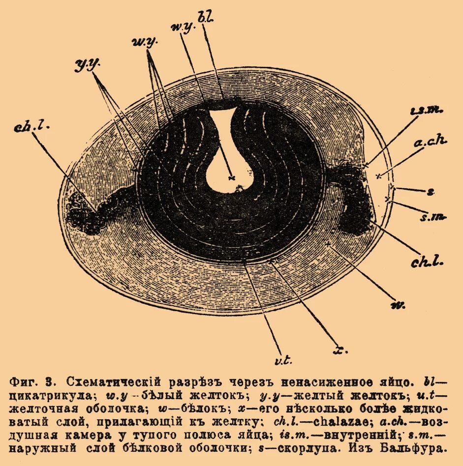 Яйцо 1 клетка. Строение яйца птицы. Строение куриного яйца. Желточная оболочка яйца. Куриное яйцо в разрезе.