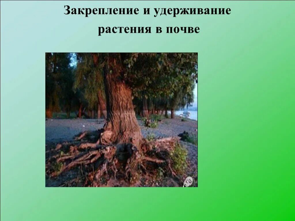 Закрепление корня в почве. Корни растений в почве. закрепление растения в грунте. закрепление растений в почве. пример закрепления растения в почве.