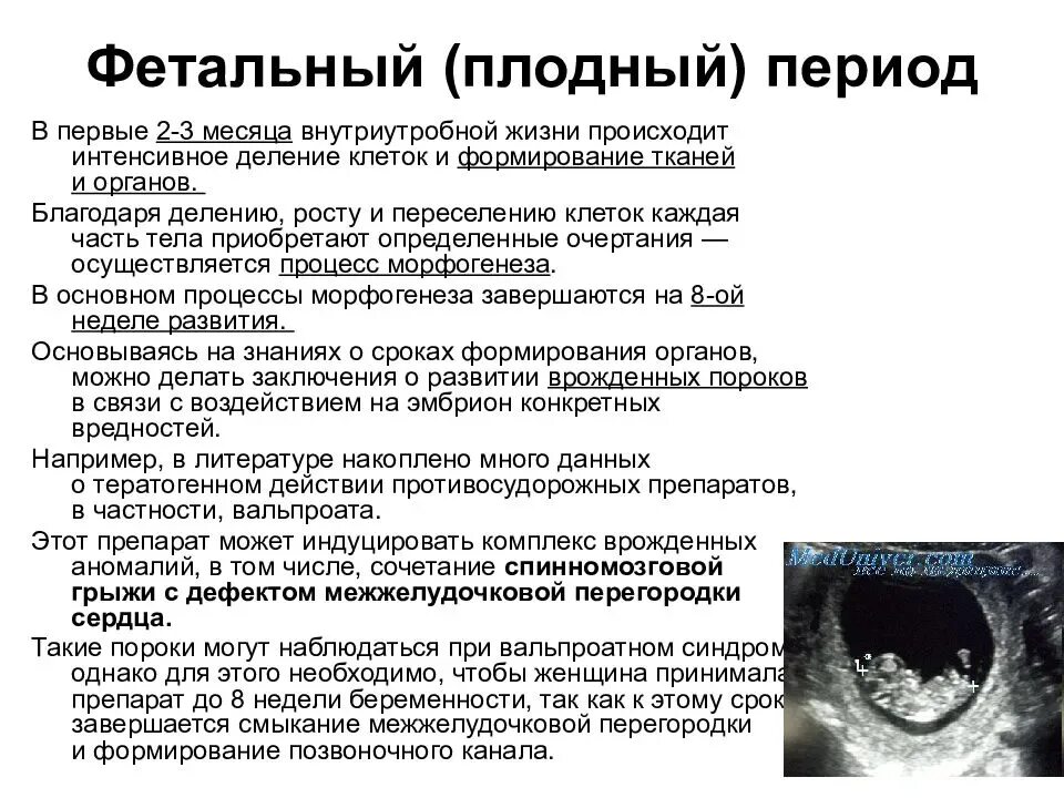 Характеристика фетального периода. Эмбриональный онтогенез человека. Фетальный плодный период. Фетальный период внутриутробного развития. Плодный период развития.