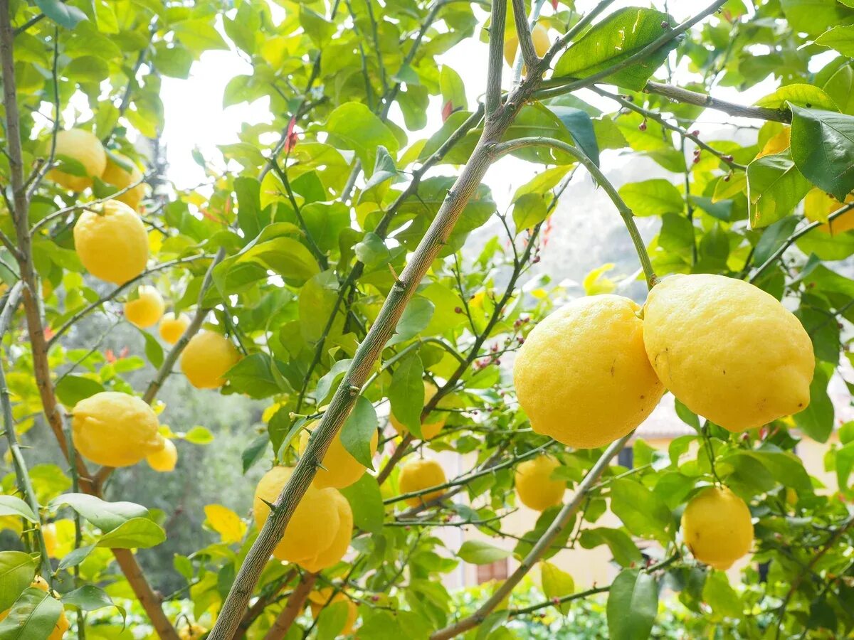 Лимон растет в россии. Лимон Новогрузинский. Лимонник жёлтый Дальневосточный. Лимо̀н – Citrus × Limon дерево. Lemon Tree (лимонное дерево).