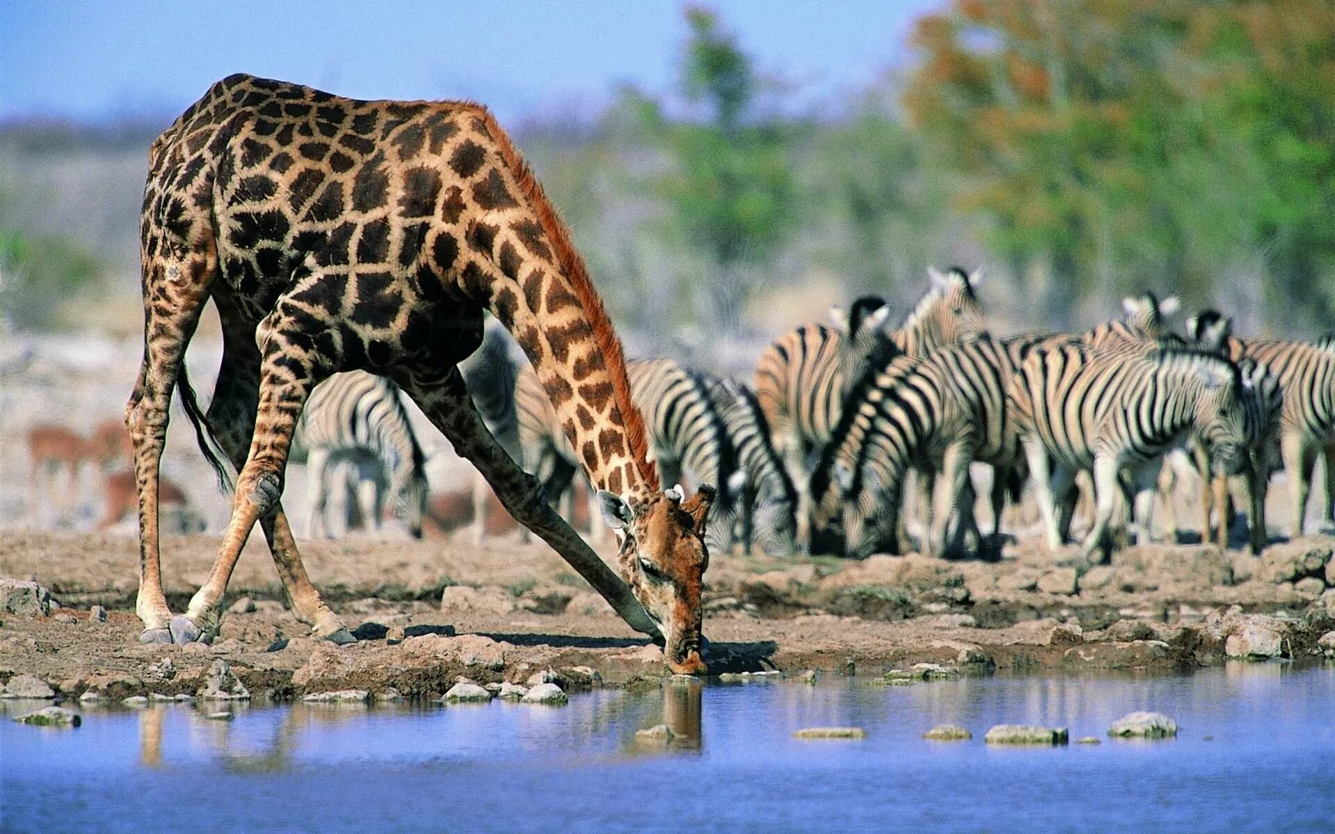 Саванна Африки водопой. Жираф саванны Африки. Западноафриканский Жираф. Звери на водопое.