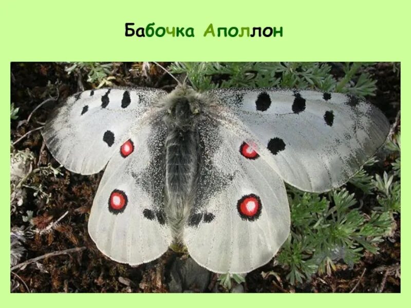 Аполлон красная книга. Аполлон фельдера (parnassius felderi). Аполлон (parnassius apollo). Бабочка аполлон маака. Аполлон фельдера (parnassius felderi).