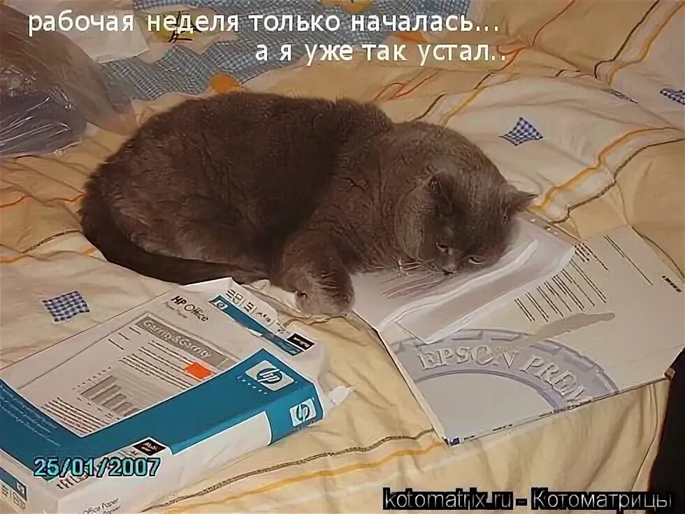 Футболка демотиватор. Она только началась. Москва слезам не верит цитаты. Она только началась. Она только началась.