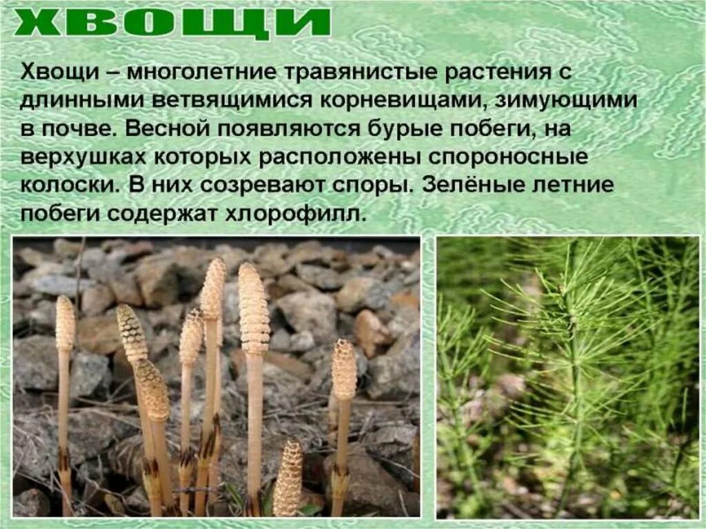 Значение плауновидных и хвощевидных