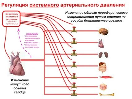 Механизмы саморегуляции кровяного давления