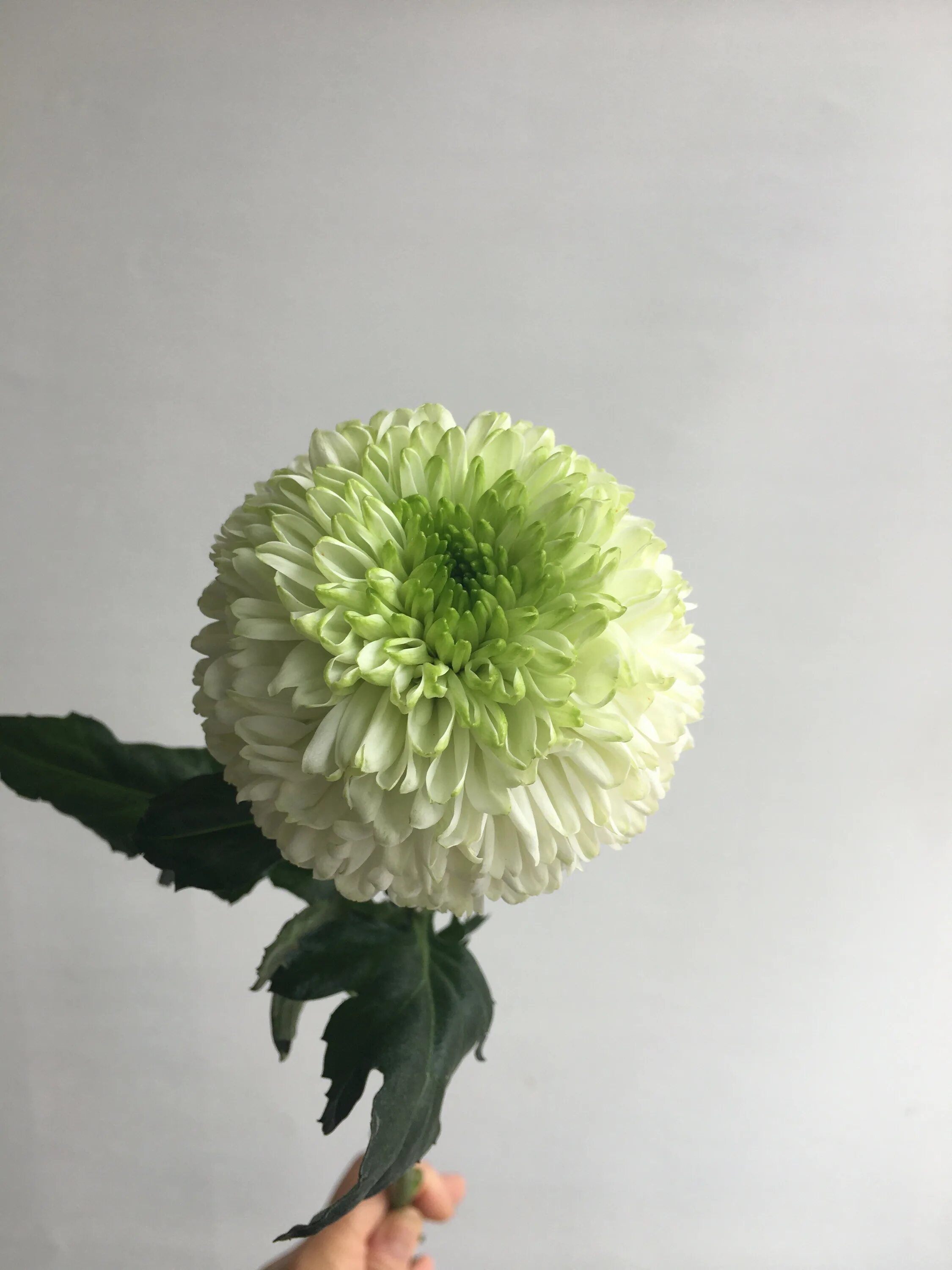 Хризантема ping pong. Хризантема пинг понг. Хризантема пинг понг крем. Хризантема пинг-понг фото. Хризантема пинг понг.