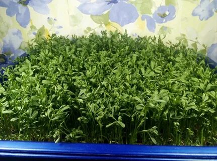 Чечевица микрозелень