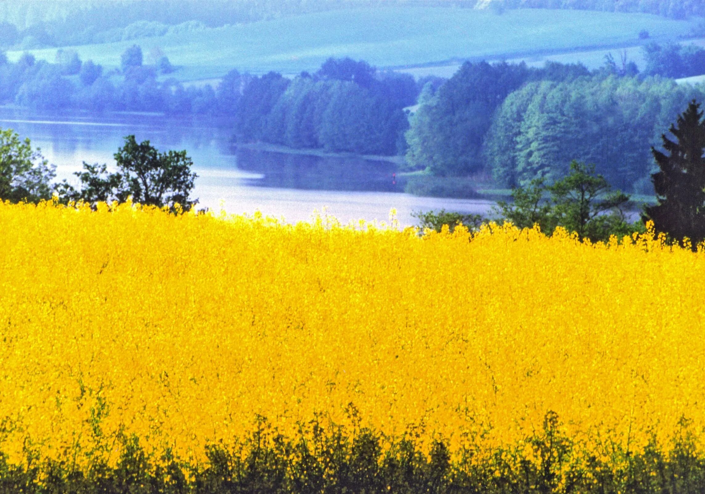 Украинский край. Фон Украина природа. Флаг Украины в природе. Флаг Украины пейзаж. Пейзажи цвета украинского флага.