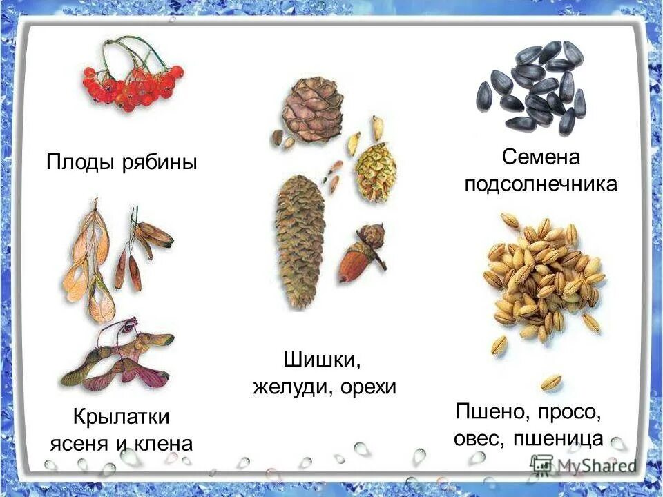 Многообразие семян. Семена различных растений. Плоды и семена. Плоды и семена деревьев. Семена деревьев с названиями.