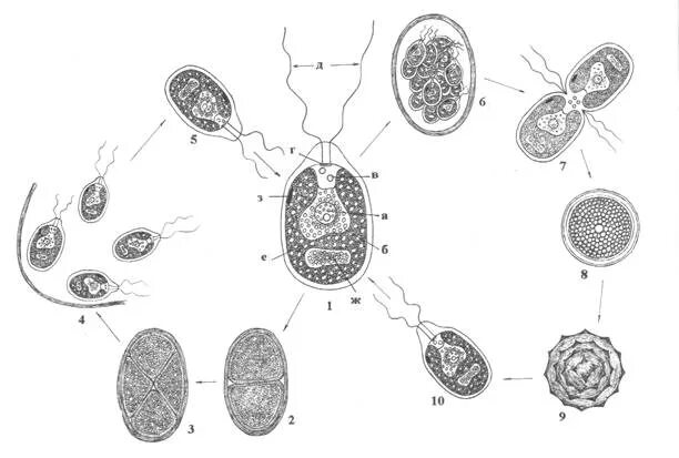 Рассмотрите рисунок жизненного цикла хламидомонады. Рассмотрите рисунок жизненного цикла хламидомонады. Размножение хламидомонады рисунок. Размножение хламидомонады рисунок. Цикл развития хламидомонады схема с описанием.