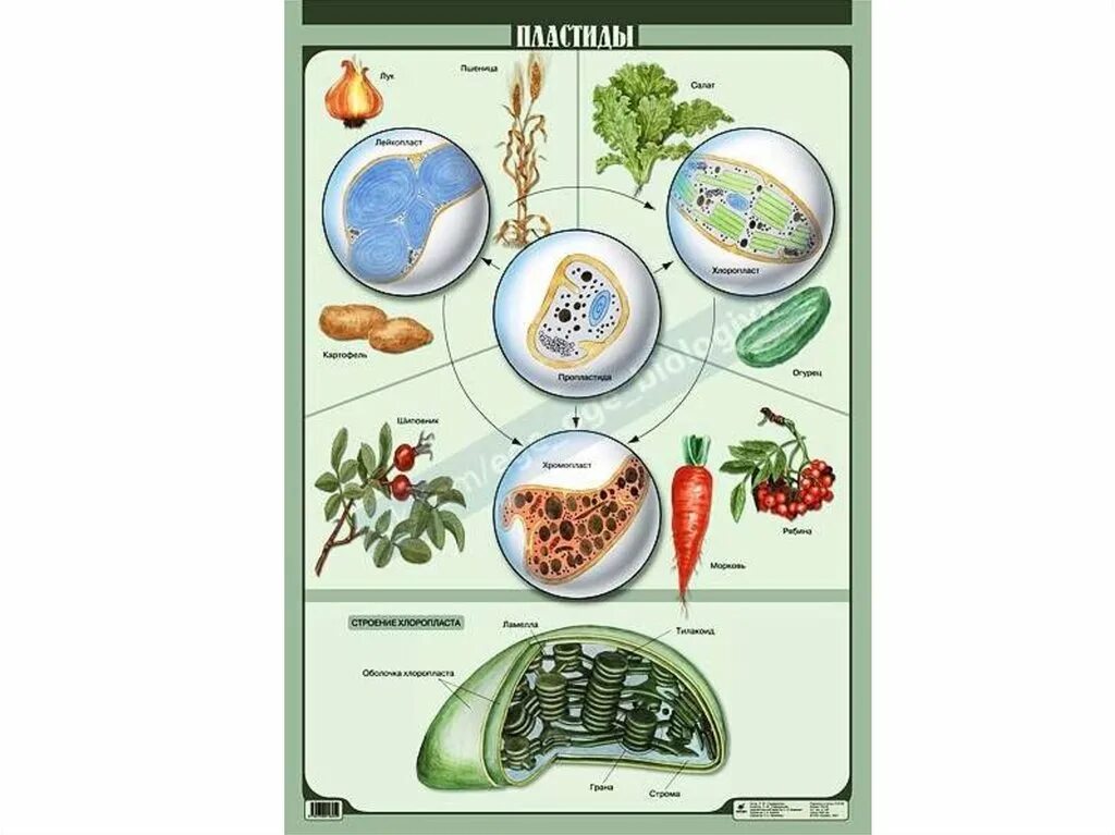 Биология ботаника в таблицах и схемах. Листопад ботаника. Шпаргалка по ботанике для егэ. Решу егэ ботаника. Ботаника егэ биология.