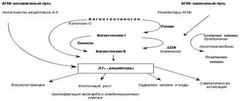 Ингибитором ангиотензинпревращающего фермента является