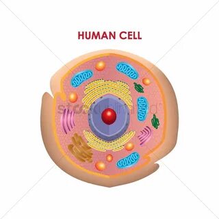 Human cell