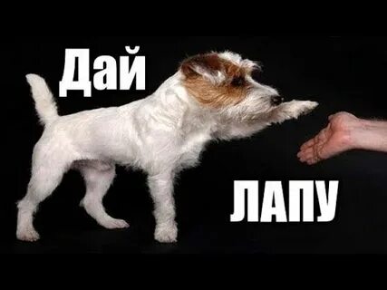 Как научить кота дай лапу