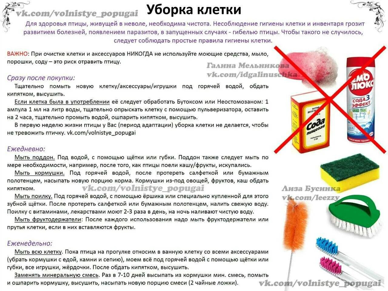 Что можно давать волнистым попугаям. Чем кормить волнистого попугая. Какие продукты можно давать волнистому попугаю. Что нельзя давать попугаю