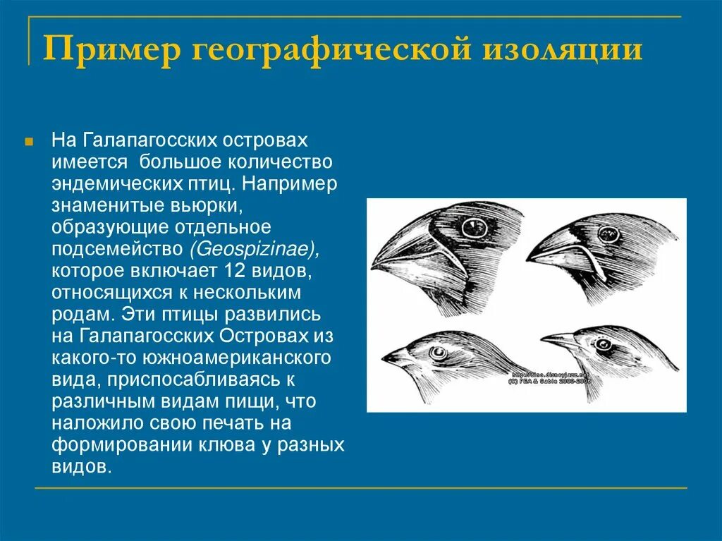 Приведите примеры географической изоляции. Галапагосские вьюрки географическая изоляция. Галапагосские вьюрки популяция. Географическая изоляция примеры. Изоляция в биологии примеры.