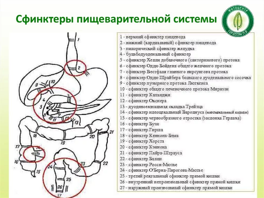 Сфинктеры ЖКТ человека анатомия. Сфинктерная система кишечной трубки. Сфинктеры пищеварительной системы схема. Сфинктери пишеварителний система.