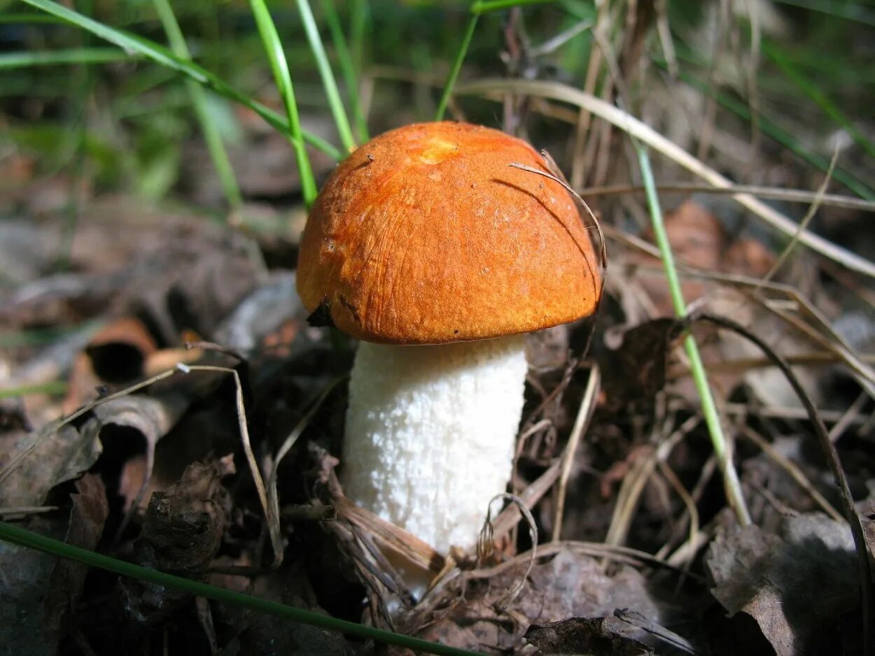 Подосиновик красный болетовые. Съедобные грибы подосиновик. Красноголовый гриб 8 букв. Подосиновик красноголовик. Красноголовый гриб 8 букв.