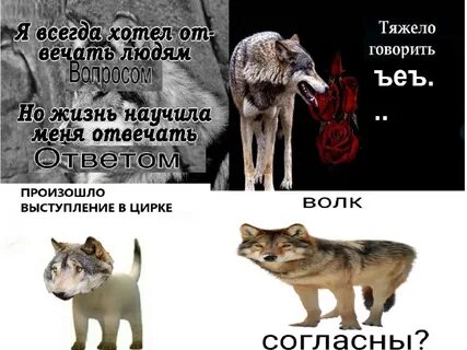 Не перебивай волка