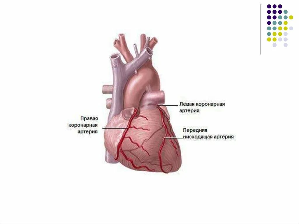 Правая и левая венечные артерии. Коронарные артерии венечные вены. Правая венечная артерия. Правая венечная артерия сердца.