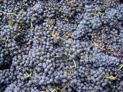 Evens fruits