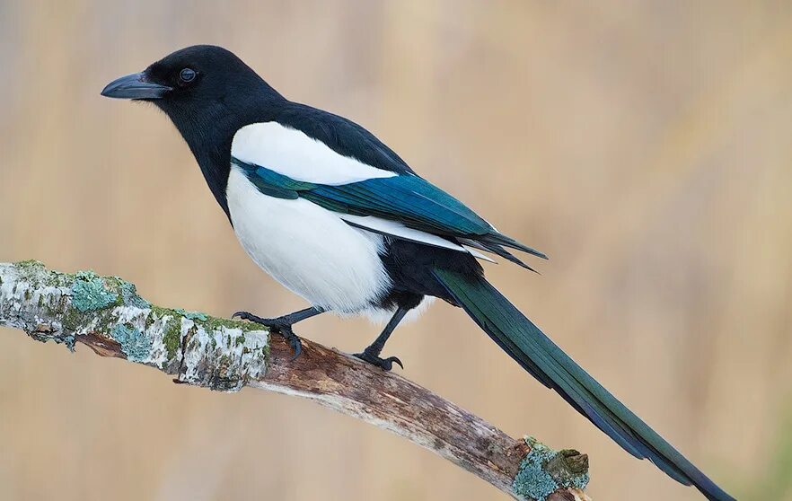 зимующие птицы сорока. сорока pica pica. сорока стайная птица. полярная крачка птица. птица с белыми боками.