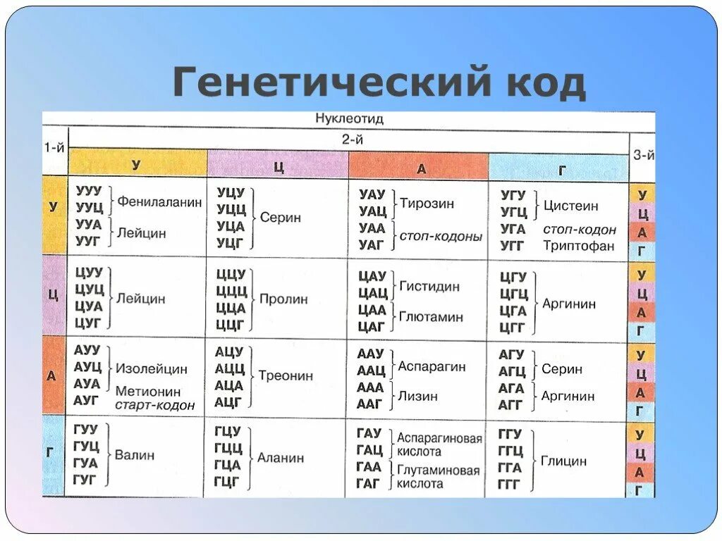 Таблица генетического кода и-РНК. Генетический код белка. Генетический код таблица биология 10 класс. Биосинтез белка таблица аминокислот.