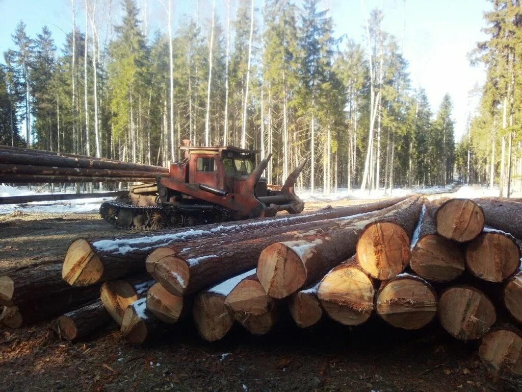 Лесная пром. Заготовка древесины. Заготовка леса. Срубовой лес. Лес заготовка древесины.