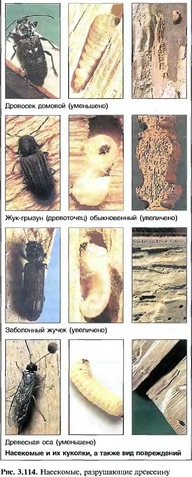 Карантинный вредитель леса на территории Удмуртской Республики Татарский филиал 