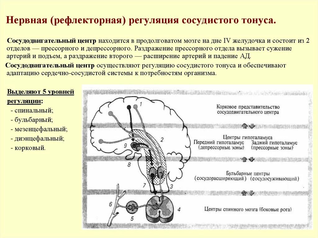 Где находится центр рефлексов. Рефлекторные механизмы регуляции тонуса сосудов. рефлекторная регуляция сосудодвигательного центра. рефлекторная регуляция тонуса сосудов и артериального давления. рефлекторная дуга регуляции сосудистого тонуса.