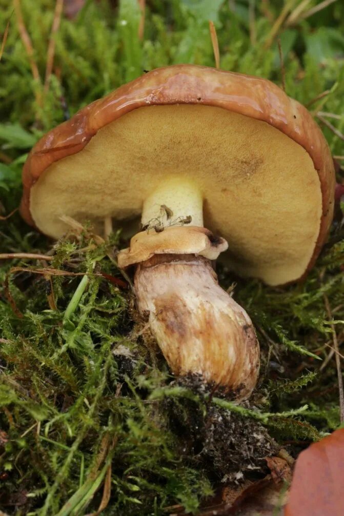 Маслёнок обыкновенный грибы. Грибы маслята ложные. Съедобные грибы маслята. Гриб боровой масленок. Маслёнок серый suillus aeruginascens.