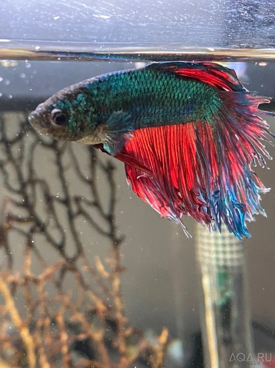 Рыбка петушок альбинос. Рыбка петушок коронохвостый красный. Почему рыба петух. Рыбка петушок бетта спленденс. Рыбий плавник.