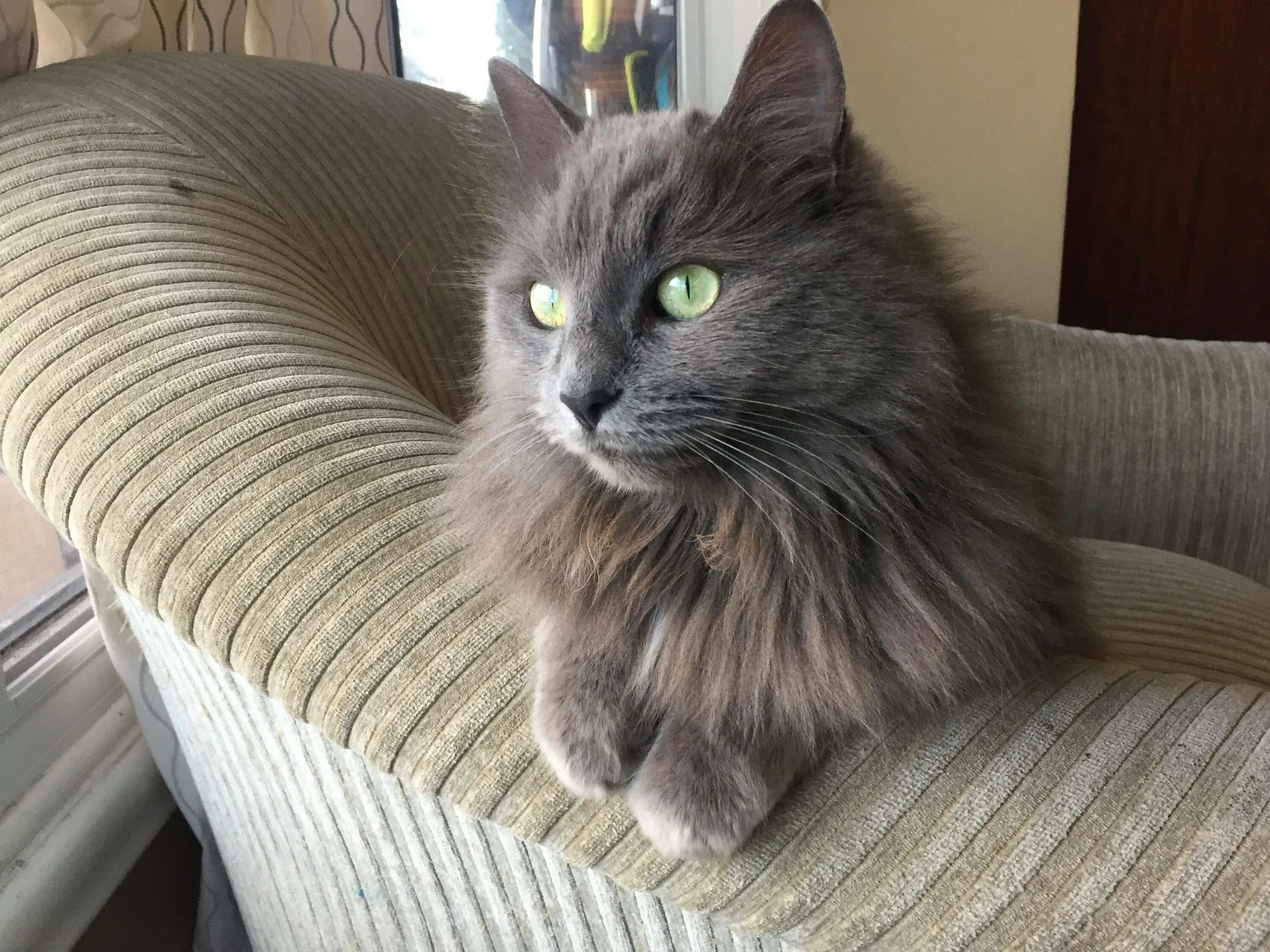 Серый кот нибелунг. Сибирский нибелунг длинношерстный. Сибирский нибелунг длинношерстный. Сибирский нибелунг. Нибелунг (порода кошек).