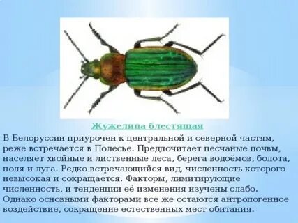 Одежда защиты насекомых
