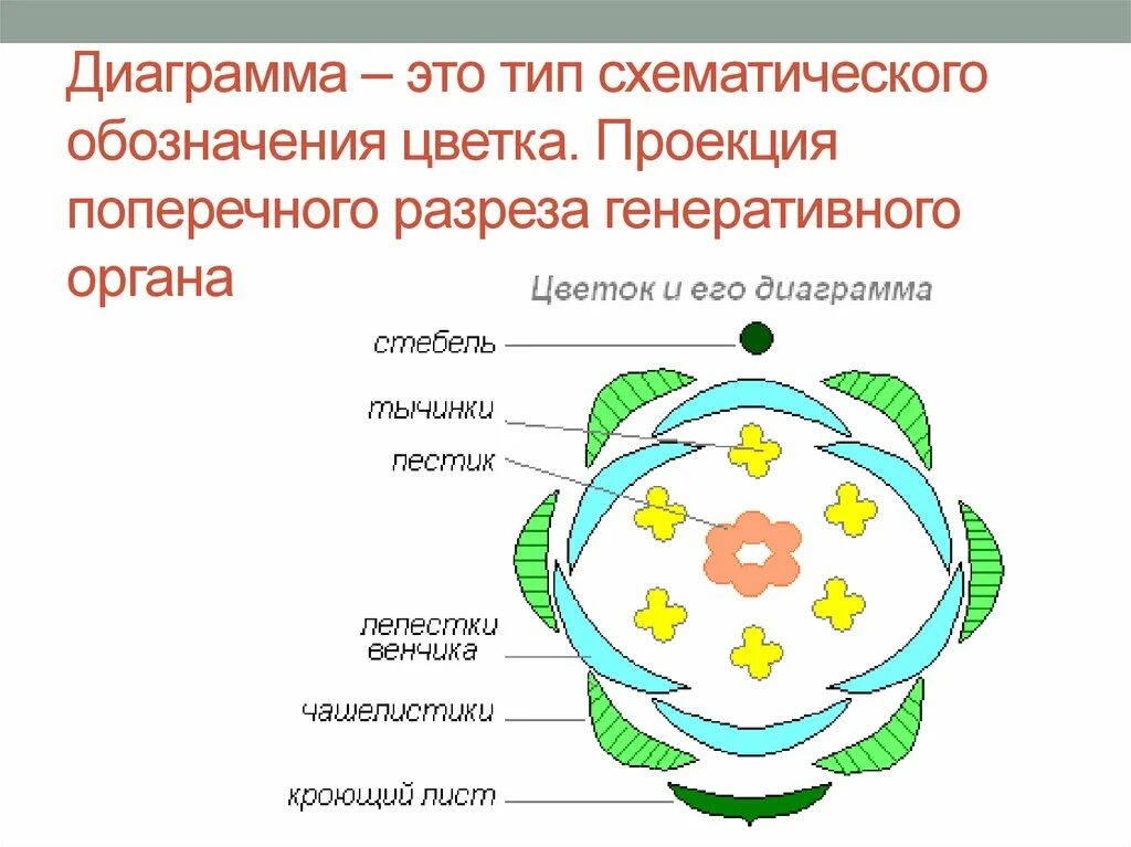 Признаки какого класса на нем изображены. Строение цветка сложноцветных диаграммы. Диаграмма цветка 6 класс биология. Строение цветка формула и диаграмма. 6 Кл.биология формулы и диаграммы цветка.