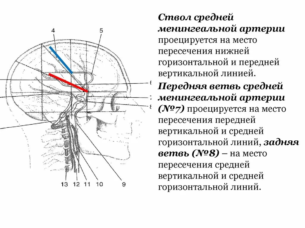 Схема черепно-мозговой топографии. Схема черепно-мозговой топографии кренлейна. Линии черепно-мозговой топографии кренлейна-Брюсовой. Схема кренлейна Брюсова средняя менингеальная артерия.