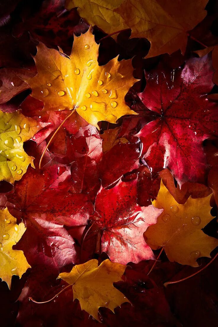 Осенью каждый лист цветок. Осенние листья. Осенняя листва. Красивые осенние листья. Цвета осенних листьев.