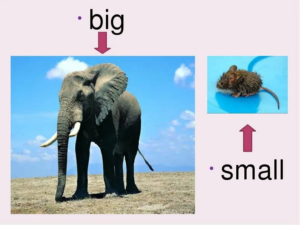 Small big com. Big small. Английский big small. Презентация big small. Big small картинки для детей.