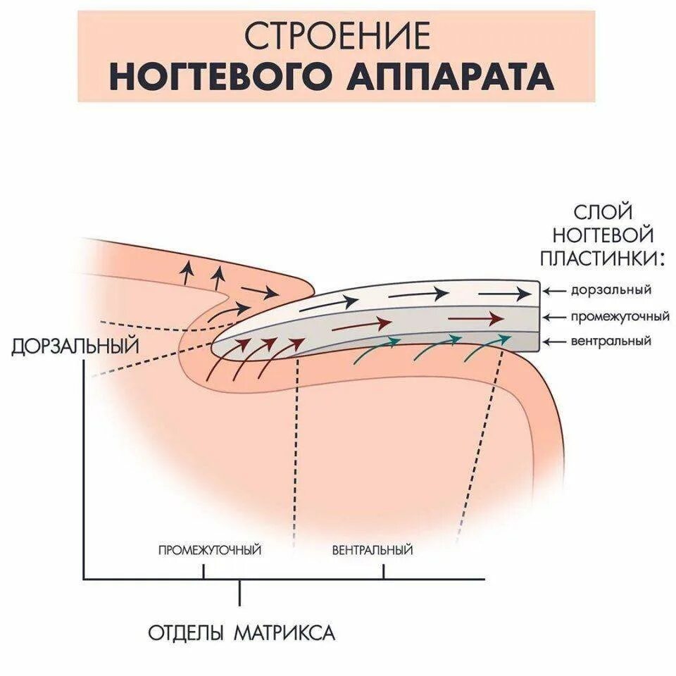 Ногтевая структура. Вентральный слой ногтевой пластины. Строение ногтя дорсальный слой. Строение ногтя и ногтевой пластины. Строение ногтевой пластины дорсальный слой.